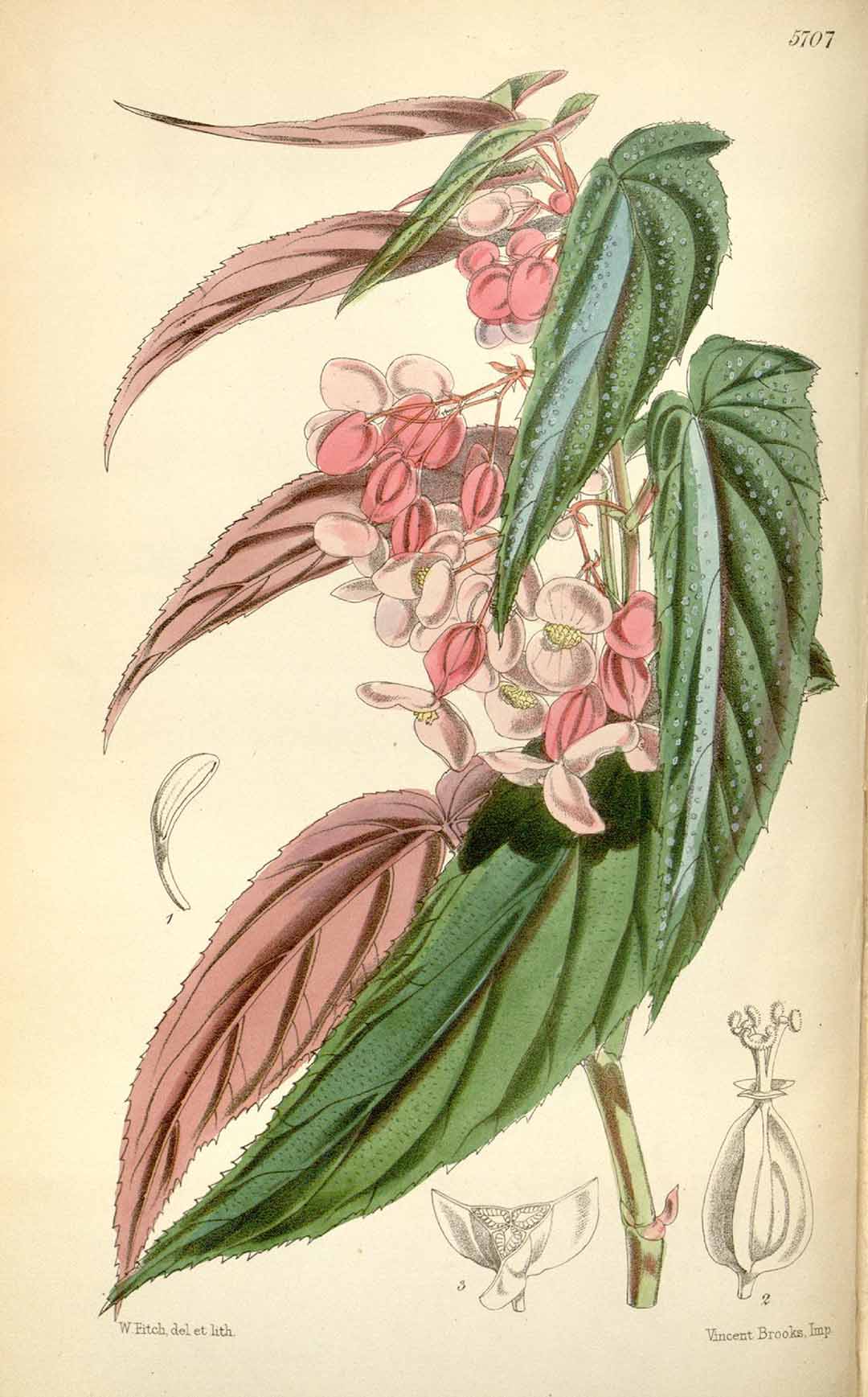 B. falcifolia